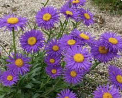 Aster alpinus goliath v.9