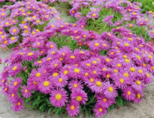 Aster alpinus  happy end