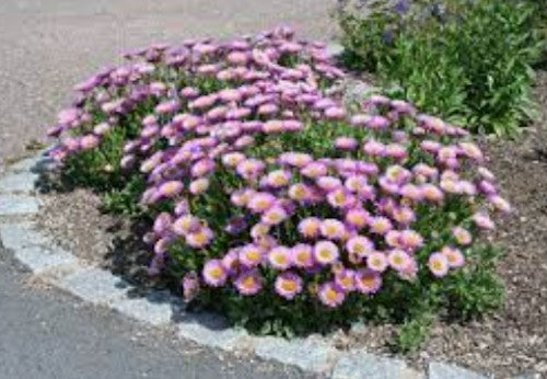 Aster alpinus  happy end