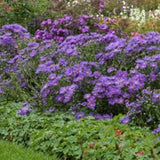 Aster amellus mira