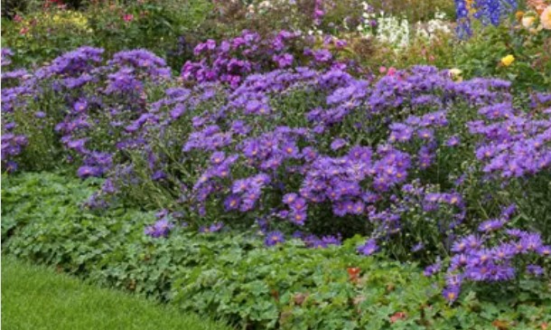 Aster amellus mira