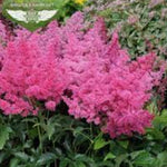 Astilbe Arendsii Astary Rose vaso 9 altezza a maturazione cm. 30