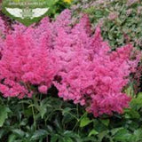 Astilbe Arendsii Astary Rose vaso 9 altezza a maturazione cm. 30
