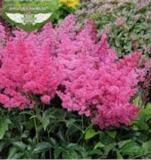 Astilbe Arendsii Astary Rose vaso 9 altezza a maturazione cm. 30