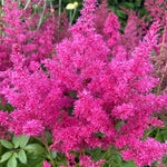 Astilbe Arendsii Astary Rose vaso 9 altezza a maturazione cm. 30