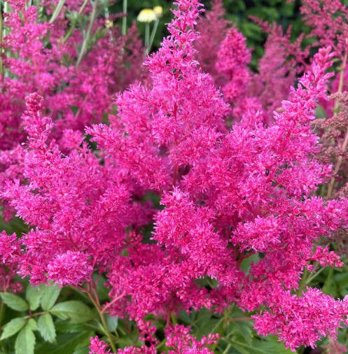 Astilbe Arendsii Astary Rose vaso 9 altezza a maturazione cm. 30