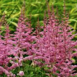 Astilbe Arendsii  Rosa  altezza a maturazione cm 70
