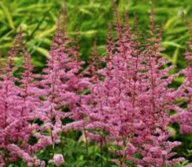 Astilbe Arendsii  Rosa  altezza a maturazione cm 70