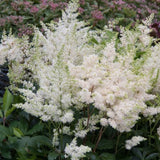 Astilbe Arendsii bianco altezza a maturazione 70 cm.