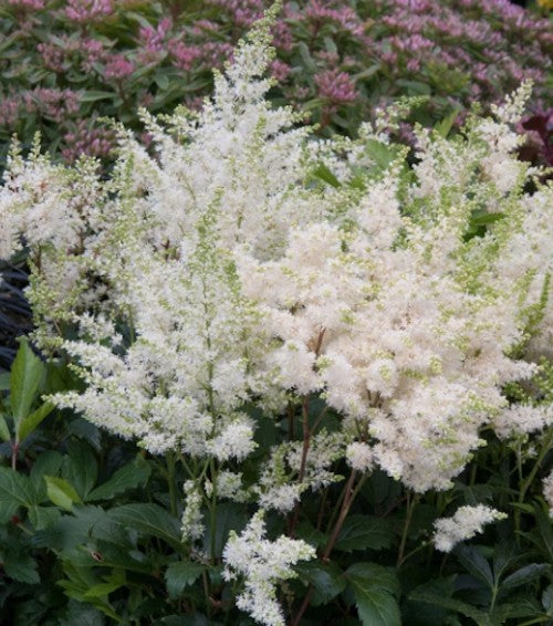 Astilbe Arendsii bianco altezza a maturazione 70 cm.