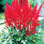 Astilbe Arendsii Fanal altezza a maturazione cm.60