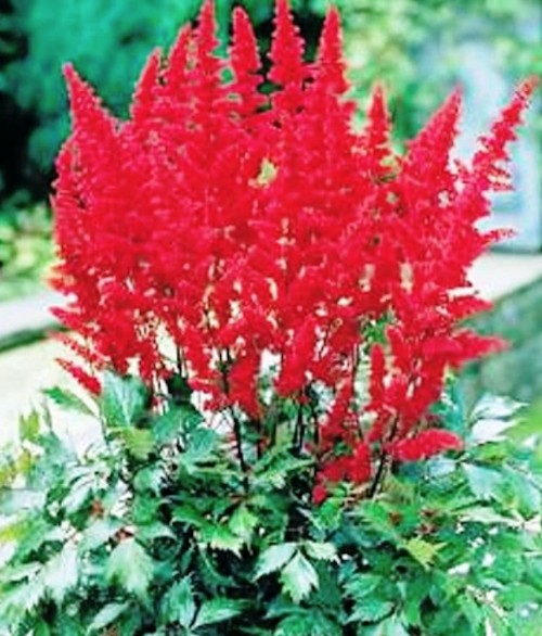 Astilbe Arendsii Fanal altezza a maturazione cm.60