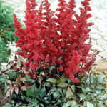 Astilbe Arendsii Fanal altezza a maturazione cm.60