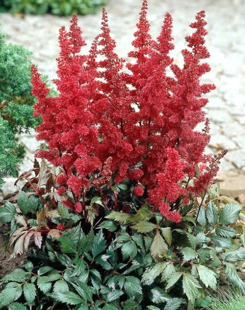 Astilbe Arendsii Fanal altezza a maturazione cm.60