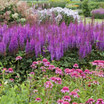 Astilbe Cinensis Taquetii altezza a maturazione cm.100