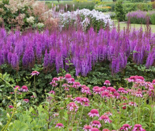 Astilbe Cinensis Taquetii altezza a maturazione cm.100