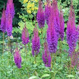 Astilbe Cinensis Taquetii altezza a maturazione cm.100