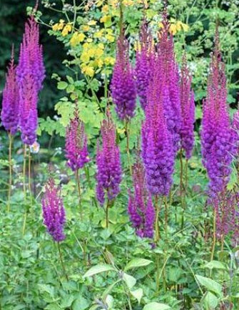 Astilbe Cinensis Taquetii altezza a maturazione cm.100