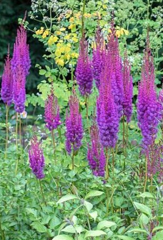 Astilbe Cinensis Taquetii altezza a maturazione cm.100