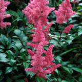 Astilbe Cinensis Pumila altezza a maturazione cm.25