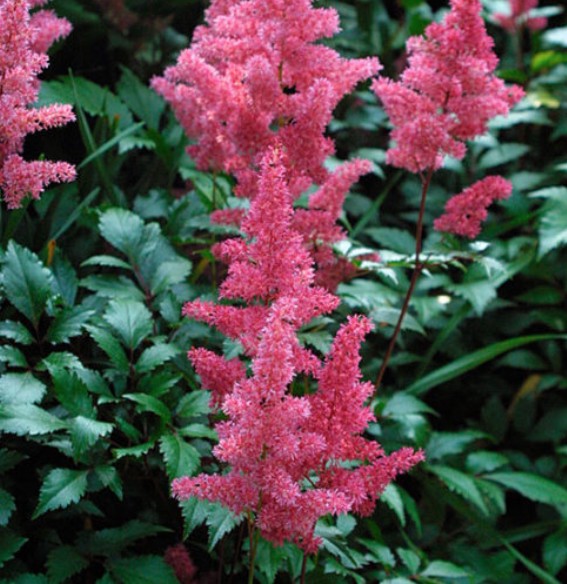 Astilbe Cinensis Pumila altezza a maturazione cm.25