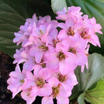 Bergenia Cordifolia altezza a maturazione cm. 30