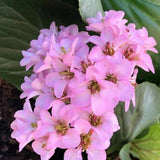 Bergenia Cordifolia altezza a maturazione cm. 30