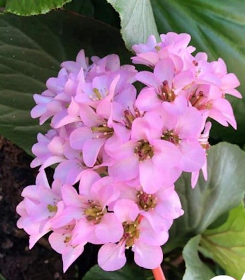 Bergenia Cordifolia altezza a maturazione cm. 30