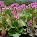 Bergenia Cordifolia altezza a maturazione cm. 30