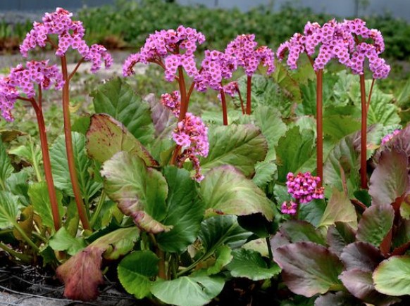 Bergenia Cordifolia altezza a maturazione cm. 30