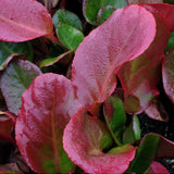 Bergenia Cordifolia Winterglow  altezza a maturazione cm. 30