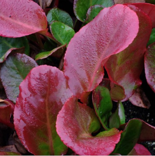 Bergenia Cordifolia Winterglow  altezza a maturazione cm. 30
