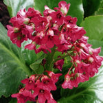 Bergenia Cordifolia Winterglow  altezza a maturazione cm. 30