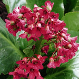 Bergenia Cordifolia Winterglow  altezza a maturazione cm. 30