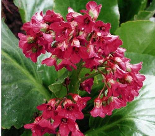 Bergenia Cordifolia Winterglow  altezza a maturazione cm. 30