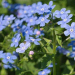 Brunnera Macrophylla   v.9