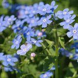 Brunnera Macrophylla   v.9