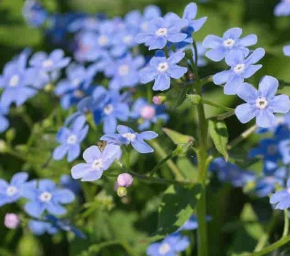 Brunnera Macrophylla   v.9