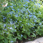 Brunnera Macrophylla   v.9