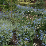 Brunnera Macrophylla   v.9