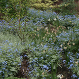 Brunnera Macrophylla   v.9