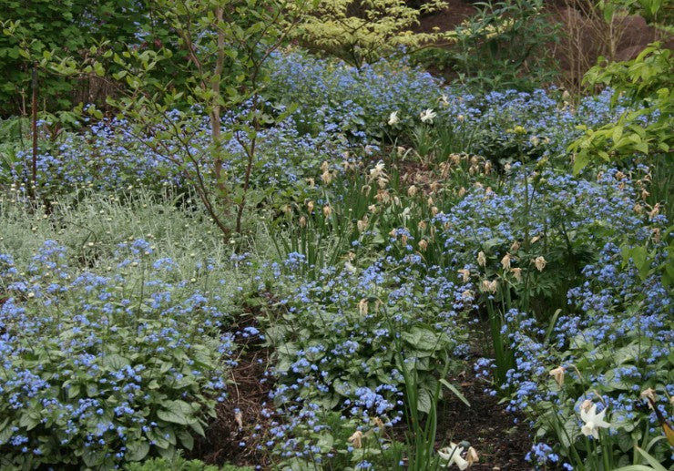 Brunnera Macrophylla   v.9