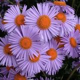 ASTER tongolensis 'Wartburgstern'