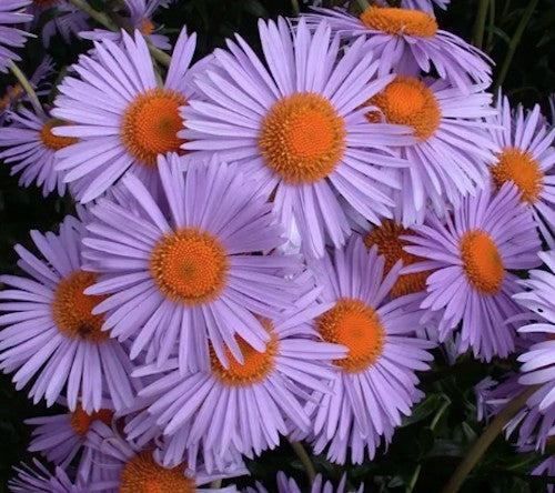 ASTER tongolensis 'Wartburgstern'