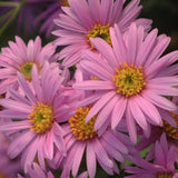 Aster Amellus Rosa Erfullung