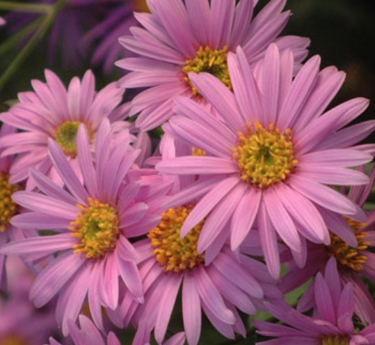 Aster Amellus Rosa Erfullung
