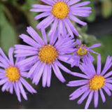 Aster Amellus Rudolf Goethe