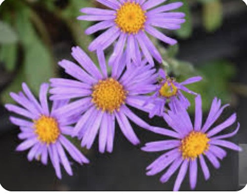 Aster Amellus Rudolf Goethe