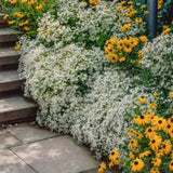 Aster Divaricatus