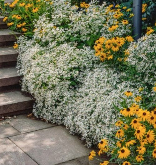 Aster Divaricatus